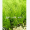 細(xì)莖針茅 草花地被 水生植物 批發(fā)價(jià)格和全國大量供應(yīng)