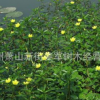 黃花水龍 水生植物 基地直銷 品種齊全 量大優惠