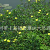 黃花水龍 水生植物 基地直銷 品種齊全 量大優惠