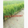 黃菖蒲 水生植物 基地直銷 美人蕉 水生鳶尾 品種齊全 量大優惠
