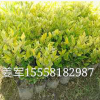 金森女貞 盆栽 水生植物 草花地被 批發(fā)價(jià)格 大量基地供應(yīng)