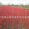 紅瑞木 基地直銷 品種齊全 大量供應(yīng)
