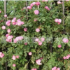 薔薇月季 爬藤植物 基地直銷 藤本月季 豐花月季 量大優惠