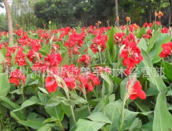 美人蕉 水生植物 基地直銷 各種規(guī)格 品種齊全 量大優(yōu)惠
