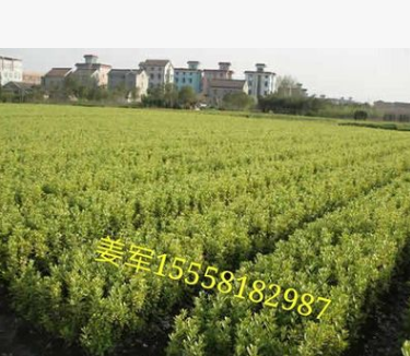 金邊黃楊 基地直銷 金邊黃楊球 各種規(guī)格 品種齊全