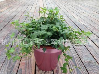 常春藤 植物類 公園 別墅設(shè)計(jì) 爬藤植物 基地直銷 量大優(yōu)惠