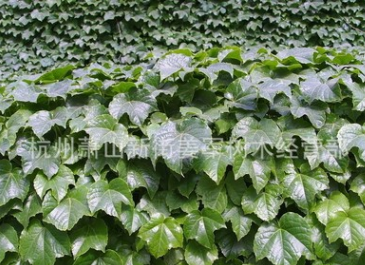 爬山虎 公園別墅 屬于爬藤植物 基地直銷 量大優(yōu)惠