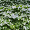 爬山虎 公園別墅 屬于爬藤植物 基地直銷 量大優惠