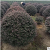 紅花繼木球型 規格齊全 綠化批發蕭山基地直銷一站式采購