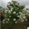 基地直銷木芙蓉 各種規格 批發 綠化工程
