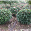 龍柏球 精品球類 綠化批發價格 基地 小龍柏大量供應