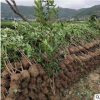 工程綠化夾竹桃植物籬笆色塊球型蕭山基地直銷一站式采購