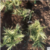 基地農戶直銷 菲白竹菲黃竹剛竹紫竹金鑲玉竹