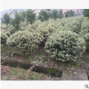 工程綠化花葉女貞球型 色塊毛球規格齊全 蕭山基地直銷一站式采購