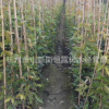 常青油麻藤 耐寒耐旱 爬騰植物 綠化 植物 凈化空氣 量大優(yōu)惠
