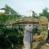 供應(yīng)高速公路工程 鐵路工程——夾竹桃及各類綠化 粉花夾竹桃