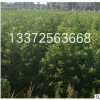 基地批發(fā) 法國冬青 綠籬 品種 規(guī)格齊全