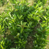 木芙蓉 蕭山 各種規(guī)格 綠化 基地直銷 市政園林工程 批發(fā)