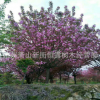 園林綠化觀(guān)賞樹(shù)櫻花 觀(guān)花綠化 早櫻 晚櫻樹(shù) 櫻花基地直銷(xiāo)