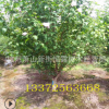 叢生木槿 紫荊 木槿花苗 木槿小苗 規(guī)格全 基地工程綠化苗直銷(xiāo)