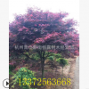 紅楓 日本紅楓基地促銷(xiāo) 美國(guó)紅楓 赤楓 庭院綠化 小區(qū)綠化