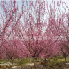 紅梅 嫁接 綠梅 各種規(guī)格 大量 基地直銷(xiāo) 品種齊全
