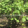 供應(yīng)叢生木芙蓉 分枝5枝以上 重瓣花形木芙蓉