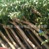 紫薇 各種規(guī)格 品種齊全 大量供應(yīng) 紫薇 行道樹(shù)