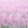 粉黛亂子草 盆栽 基地直銷(xiāo) 多年生暖季型草本 高檔觀(guān)賞草