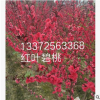 花桃 各種規(guī)格 品種齊全 紅葉碧桃 基地直銷(xiāo) 量多優(yōu)惠