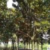 防護叢生廣玉蘭樹苗批發 嫁接園林綠化喬木苗 園林風景廣玉蘭