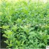批發娜塔櫟小苗 高度1-1.2-1.5米娜塔櫟小苗 娜塔櫟小苗大量供應