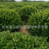大葉黃楊球 色塊 各種規(guī)格 品種齊全 量大優(yōu)惠 冬青