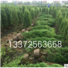 檜柏 基地直銷(xiāo) 小龍柏 各種規(guī)格 品種齊全 灑金柏 鋪地柏