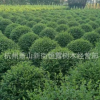 供應(yīng)水臘球 水臘小 規(guī)格全 工程綠化 水蠟 園林綠化