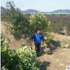 杭州蕭山紅葉石楠籬笆 紅葉石楠行道樹 道路綠化 工程綠化