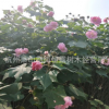 木芙蓉  叢生苗 綠化 苗木 花卉 庭院 觀賞 直銷