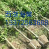 基地農(nóng)戶直銷 西府海棠 基地直銷 各種海棠 蕭山
