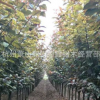 紅葉李 紫葉李中層小喬木 開花植物 道路綠化 工程綠化
