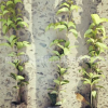 大量供應(yīng) 四季桂 嫁接桂花 四季桂苗木 嫁接桂花