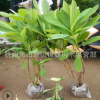 大量批發(fā)結(jié)香 結(jié)香球 結(jié)香苗 園林綠化基地直銷 規(guī)格齊全