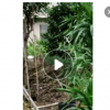 供應高速公路工程 鐵路工程——夾竹桃及各類綠化 粉花夾竹桃