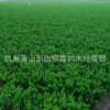 龍柏球蕭山 小龍柏色塊檜柏塔柏 蜀檜工程綠化 市政園林家庭綠化