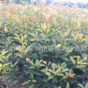 紅葉石楠地被 優質紅葉石楠小毛球基地直銷 紅葉石楠杯苗