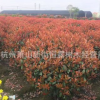 紅葉石楠球 紅葉石楠毛球 紅葉石楠籬笆 紅葉石楠柱紅葉石楠球