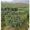 本基地常年大量供應綠化無刺構骨球黃楊大葉黃楊球臘梅金邊黃楊