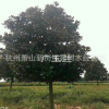 廣玉蘭樹 紫玉蘭 紅玉蘭 白玉蘭 黃玉蘭 嫁接玉蘭樹綠化樹批發