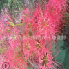 紅花石蒜 蔥蘭 韭蘭 綠化 水生植物 水生花卉 綠化木 常綠萱草