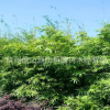 基地大量出售 慈孝竹 紫竹 剛竹 青竹 量大優(yōu)惠
