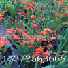 供應(yīng)火星花 觀賞草 宿根花卉 地被水生植物 量大從優(yōu)出售觀景花